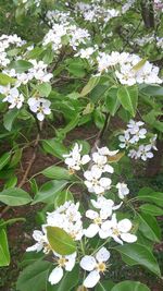 Close-up of white flowers blooming on tree