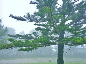Tree against sky during rainy season