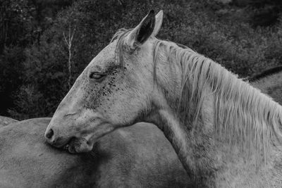 Close-up of horse on field