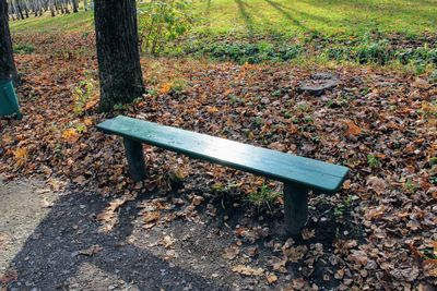 View of tree trunks in park