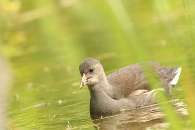 Close-up of young moorhen in lake