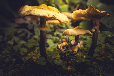 Close-up of mushroom growing outdoors