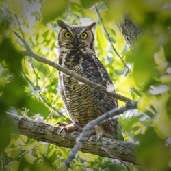 View of a bird on branch