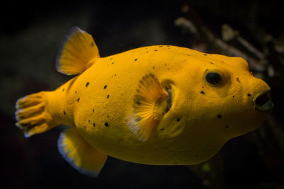 Close-up of yellow fish swimming in tank