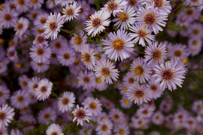 High angle view of flowering plants