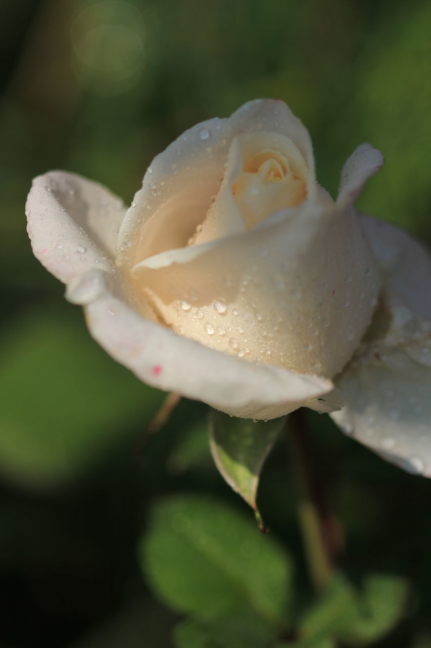 CLOSE-UP OF WET ROSE FLOWER