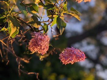 Close-up of fruits on tree