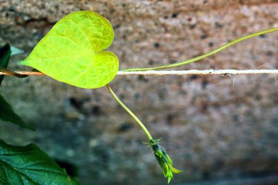 Close-up of green leaf