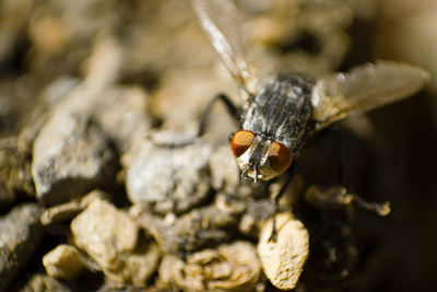 Close-up of insect