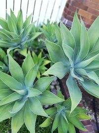 Close-up of plant