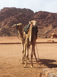 View of horse on desert