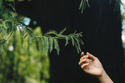 Close-up of hand holding plant