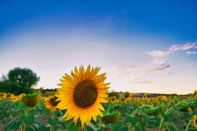 Close-up of sunflower against sky