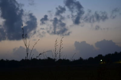 Silhouette plants against sky during sunset