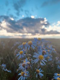 Close-up of flowering plant on field against sky