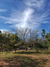 Trees on field against sky