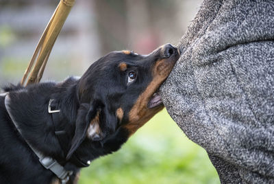 Close-up of a dog