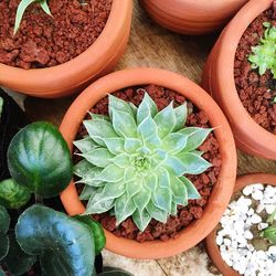 High angle view of potted plant