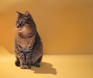 Close-up of a cat looking away