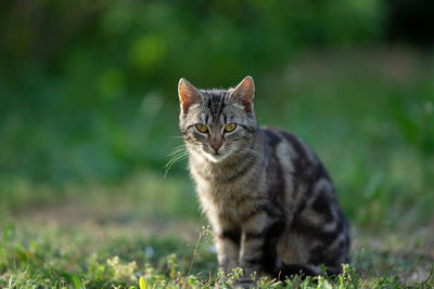 Portrait of a cat on field