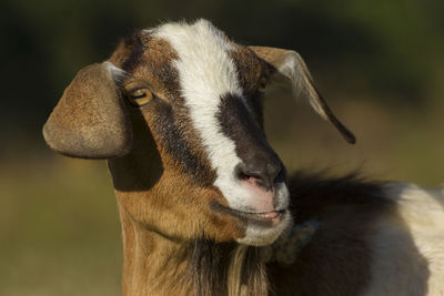 Close-up portrait of goat