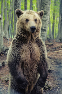 Close-up of bear in forest