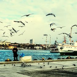 View of birds in sea