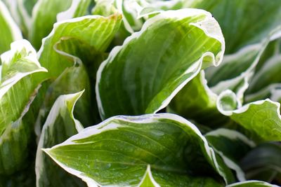 Close-up of fresh green leaf