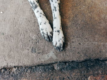 High angle view of dog lying down