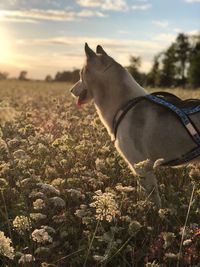 Side view of dog standing on field against sky