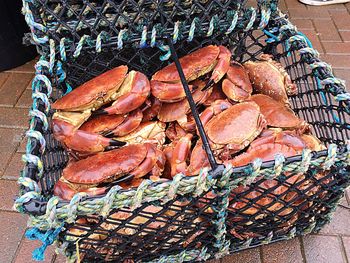 High angle view of crabs in pot