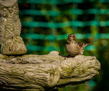 Close-up of bird perching on leaf