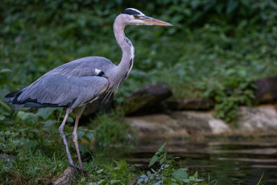 High angle view of gray heron perching on grass