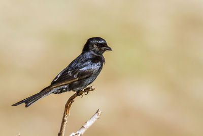 Close-up of bird perching on a plant