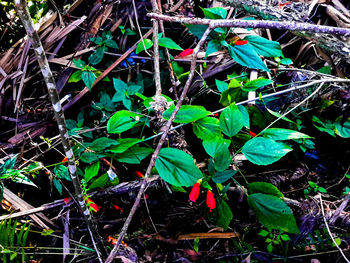 Plants growing outdoors