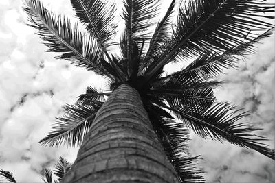 Low angle view of palm tree against sky