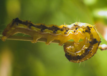 Close-up of insect on leaf