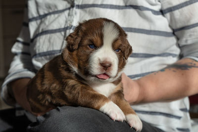 Dog lying on bed at home