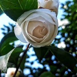 Low angle view of flower