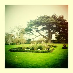 Trees on grassy field