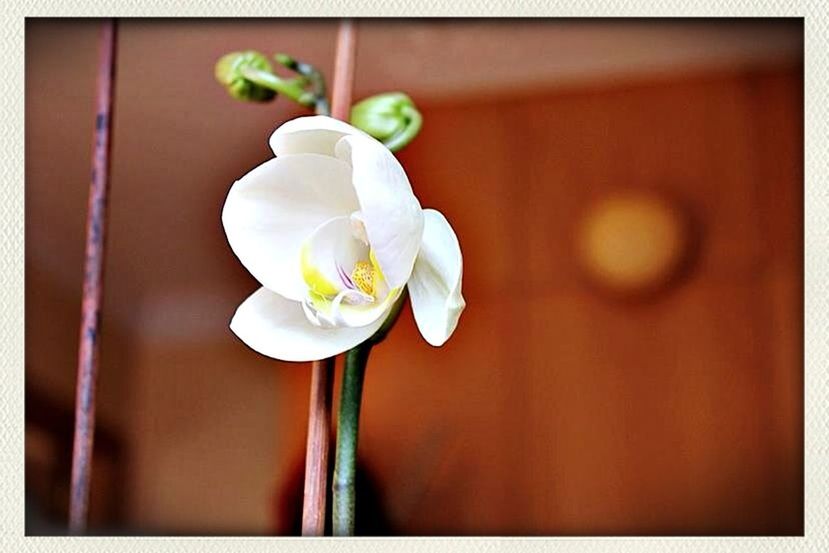 flower, freshness, petal, transfer print, white color, fragility, indoors, flower head, close-up, auto post production filter, focus on foreground, beauty in nature, vase, white, table, selective focus, growth, nature, no people, decoration