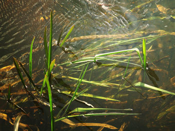 Plants growing on field