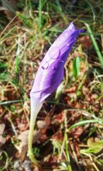 Close-up of purple crocus flower on field