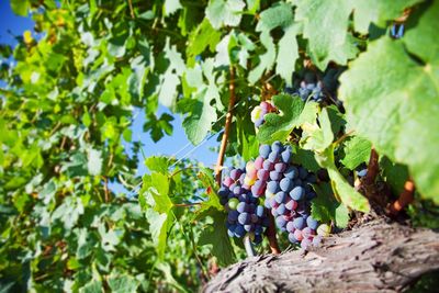 Close-up of grapes growing in vineyard