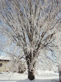 Bare tree against sky during winter