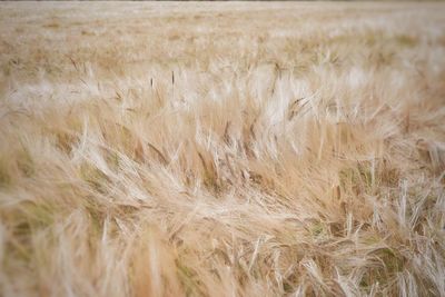 Close-up of wheat field