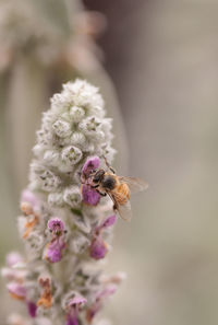 Close-up of honey bee pollinating on flower