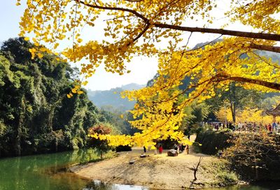 Trees on landscape during autumn