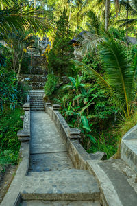 Empty footpath by palm trees and plants