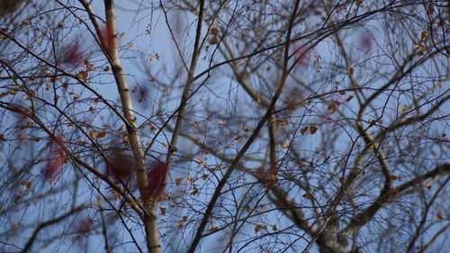 Low angle view of bare tree against sky